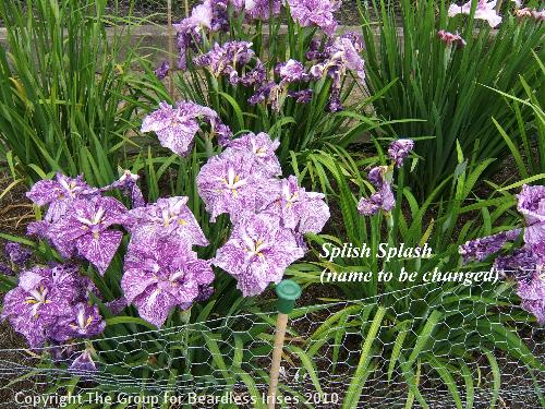 40 Splish Splash - name to be changed